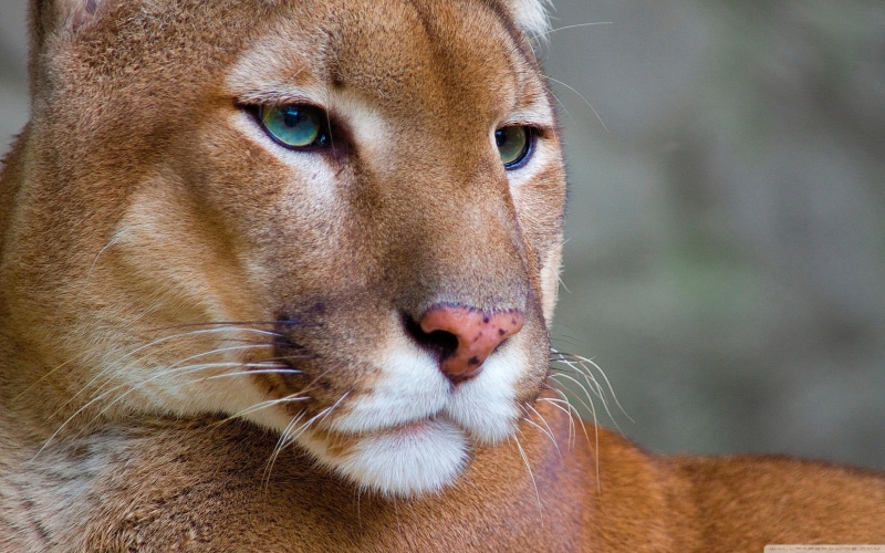 whisker, one animal, big cats, 1080P, close-up, domestic animals, pets, pumas, animals in the wild, animal body part, portrait, animal themes, animal eye