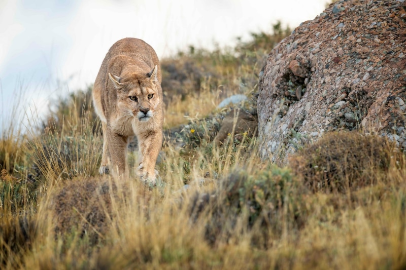 mammal, pumas, portrait, big cats, animal, no people, nature, vertebrate, grass, cat, safari, undomesticated cat, animals, lion - feline, plant, animal themes