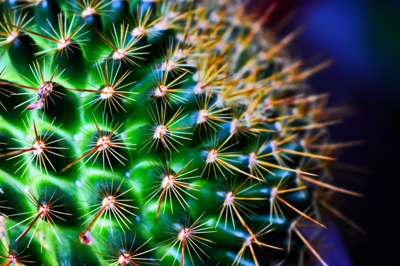 macro, flowers, cactus, 5K, green