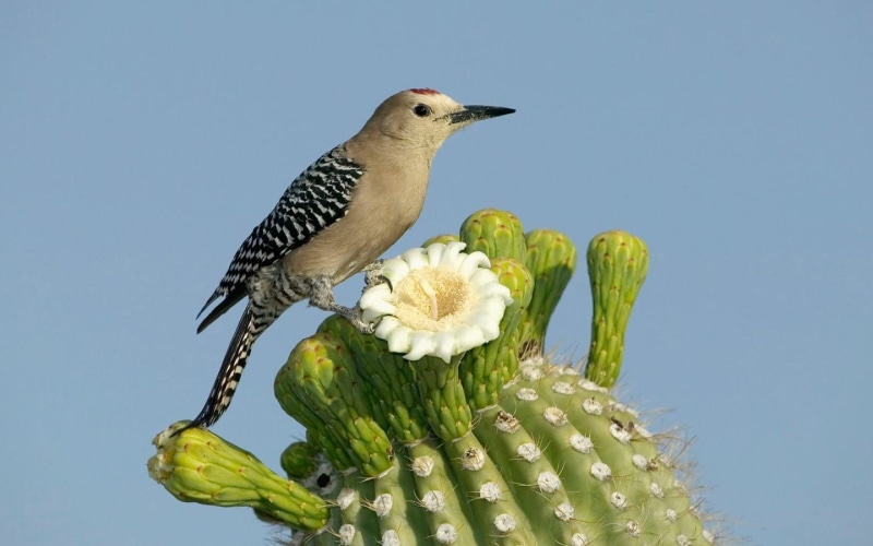 perching, animals in the wild, 720P, green color, no people, animal themes, plant, flowers, figurine, vertebrate, day, clear sky, cactus, blue, flower