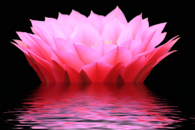 selective focus, Cactus Flower, selective, pink Color, reflection, flower, focus, red, petaled, backgrounds, 720P, water, cactus  flower, nature, Pink
