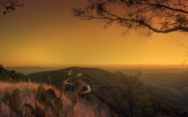 bare tree, beauty in nature, no people, cactus, tree, tranquility, orange color, land, hills, outdoors, nature, environment, tranquil scene, non-urban scene
