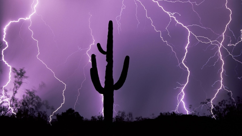 1080P, cactus, nature, silhouette, night, purple, lightning