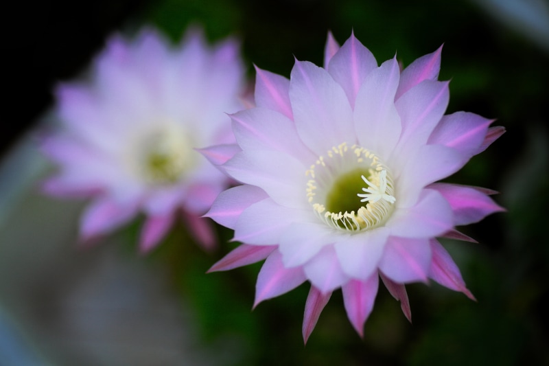 SP, AF, DPP, petal, Canon  EOS, PK, K-Mount, Yasunari, EOS, 日本, beauty In Nature, plant, cactus, Adapter, DoF, nature, Bokeh, fig, Indian Fig, indian, close-up