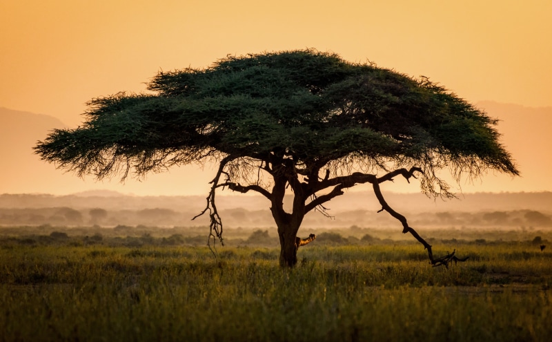 Holiday, Africa, Expedition, beauty in nature, Travel, sky, grass, Natural, Tree, Adventure, Park, Scenery, growth, Morning, tourism, Light, amboseli, green