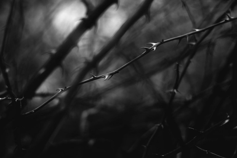 tranquility, protection, nature, land, drop, day, thorns, macro, plant stem, spiked, outdoors, twig, plant part, tree, close-up, focus on foreground, plant