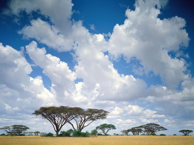 trees, Africa, savannah, acacia tortilis, umbrella thorn, 720P, landscape