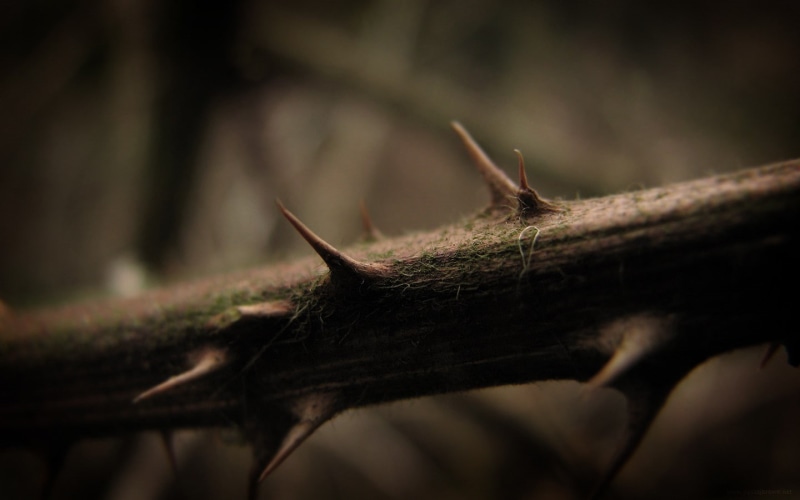 thorns, 720P