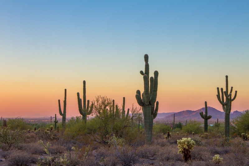 nature, land, green, daytime, sunset, tree, landscape, saguaro cactus, climate, sunrise, cacti, clear sky, 4K, no people, sky, tranquility, field, succulent plant