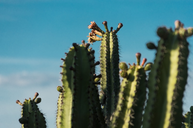 green, spiked, flower, background, thorn, blue sky, texture, warm, cactus, nature, saguaro cactus, sunlight, plant, blue, climate, spiky, mexico