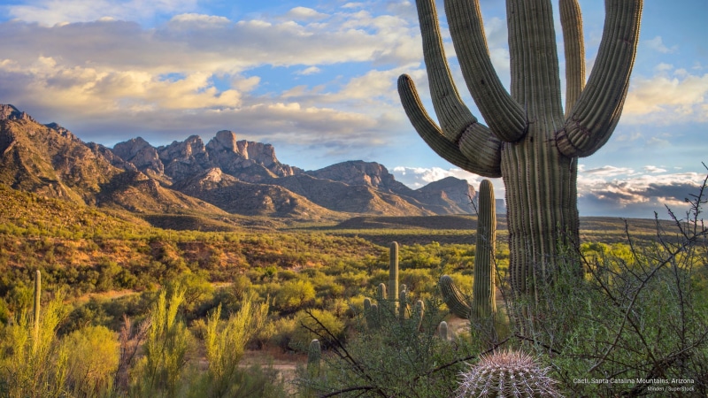 arizona, cacti, catalina, Mountains, 2K, santa