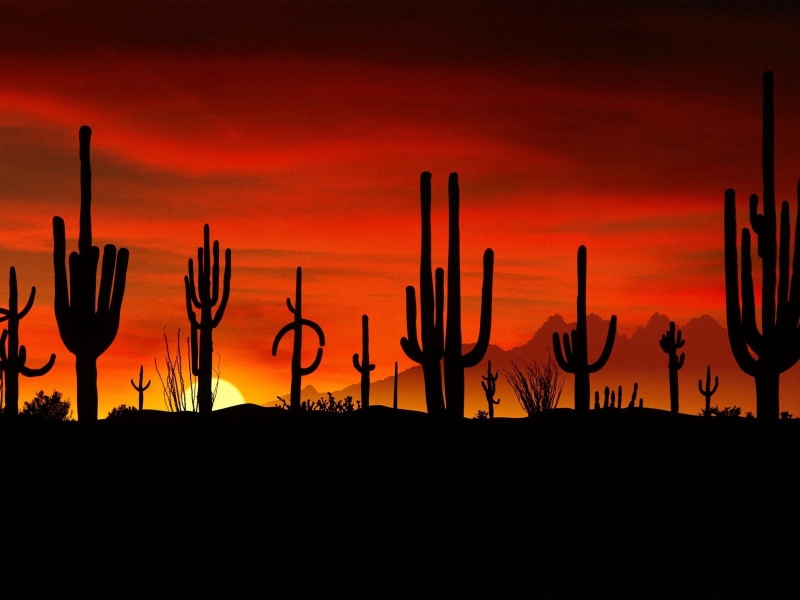 decline, tranquility, cloud - sky, idyllic, sun, orange color, no people, cacti, landscape, figures, wooden post, land, dramatic sky, outdoors, back Lit