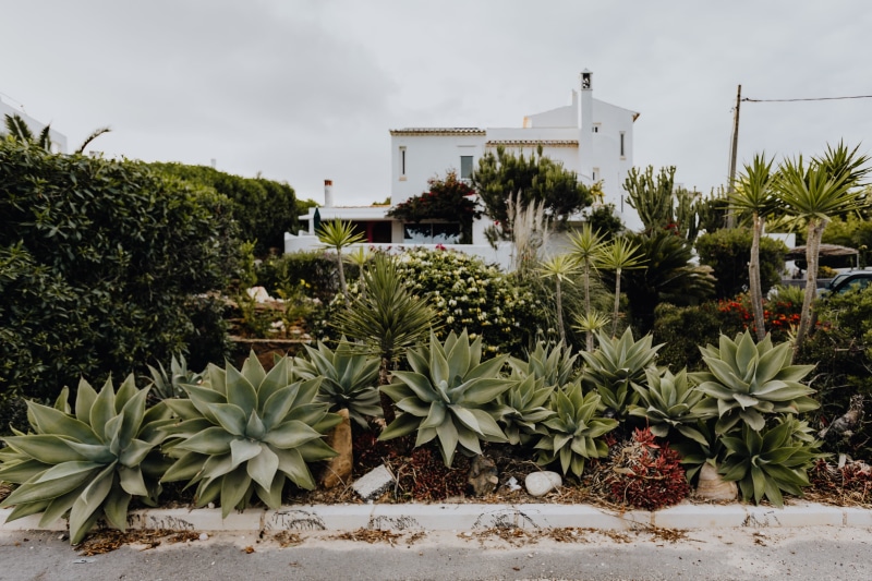 cacti, 4K, day, sky, flora, built structure, botanical, algarve, Succulent, plants, building exterior, plant part, garden, building, tree, architecture