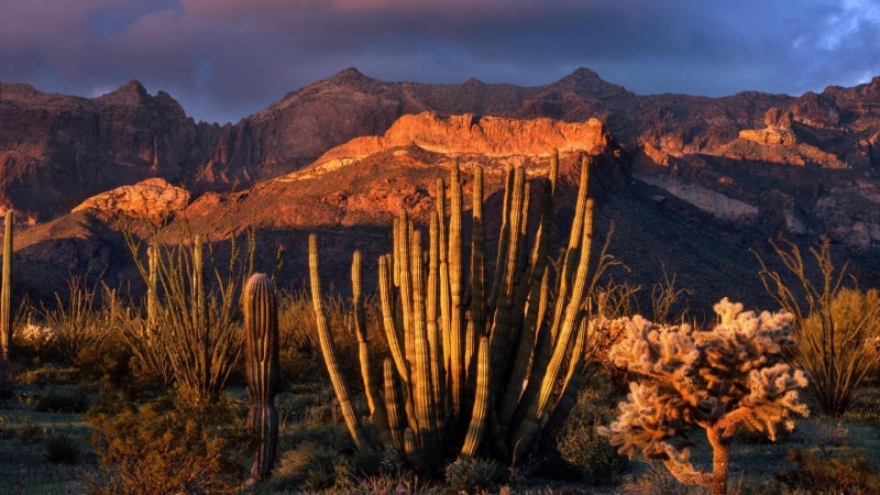 1080P, park, mountain, pipe, arizona, national, 3d and abstract, desert, organ, cactus, sunset, cacti