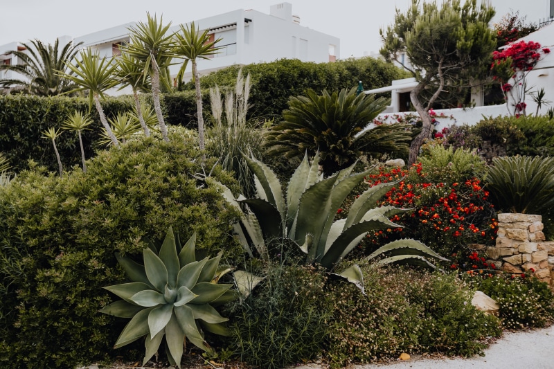 Succulent, opuntia, cacti, portugal, tropical climate, no people, garden, outdoors, botanical, 4K, day, growth, flowering plant, flower, park, plant, built structure