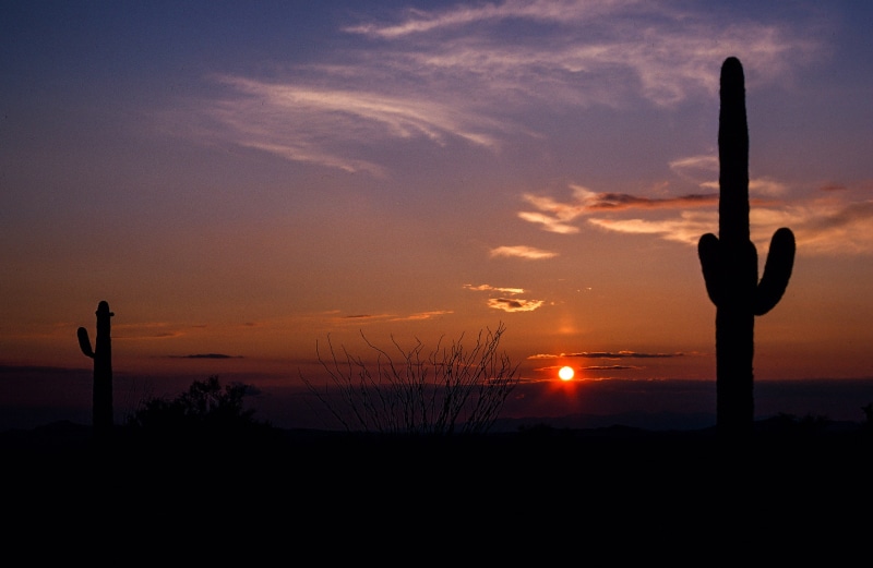 silhouette, prickly, scenics - nature, cloud - sky, tranquil scene, non-urban scene, environment, arid climate, semi-arid, succulent plant, tucson, wild