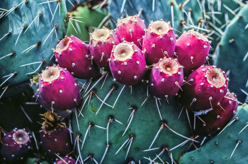 natural, healthy eating, food, prickly pear, green, indian fig, no people, red, succulent, plant, opuntia, prickly pear cactus, pink color, succulent plant