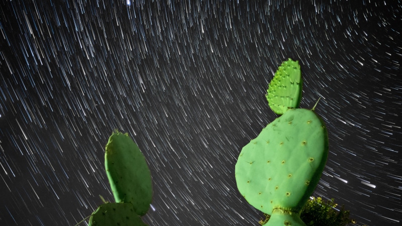 wood - material, photography, no people, plant, eastern prickly pear, 5k, starry night, night sky, cacti, 5K, plant part, motion, close-up, beauty in nature