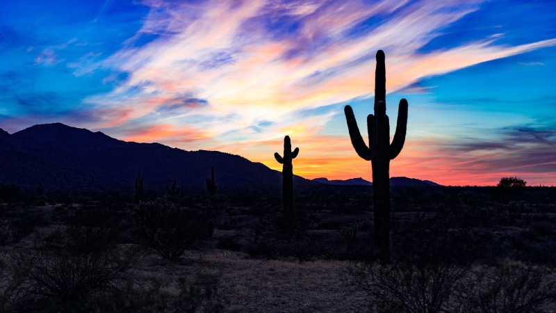 cacti, environment, cactus, tranquil scene, growth, cloud - sky, succulent plant, landscape, 5K, scenics - nature, clouds, plant, desert, semi-arid, silhouette