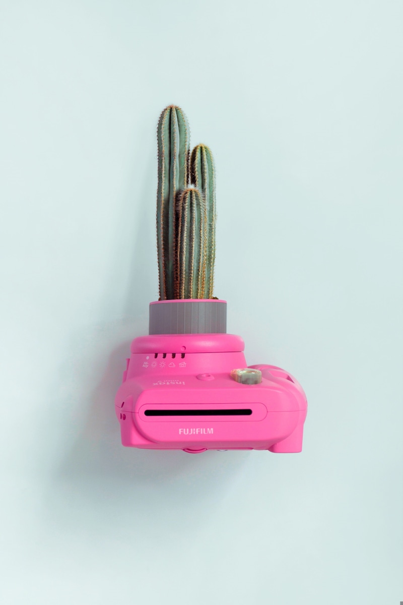 isolated, camerawoman, plants, backgrounds, vision, 4K, pink, cactu, camera equipment, plant, camera, plastic, close-up, pink camera, power Line, camera lense