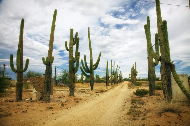 cacti, growth, outdoors, arizona, saguaro cactus, landscape, dirt, land, clouds, succulent plant, outside, no people, cloudy, beauty in nature, dry, 1080P