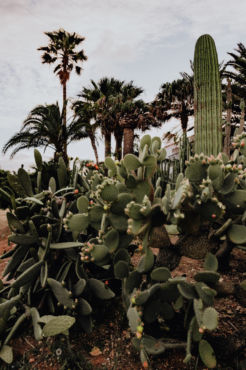 tropical climate, growth, spiked, plant, Succulent, tree, leaf, plants, green color, no people, sky, opuntia, palm tree, botanical, succulent plant, 4K