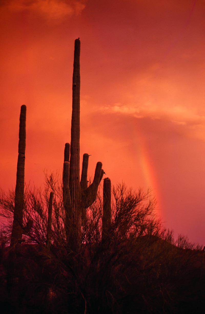 saguaro cactus, clouds, dramatic sky, saguaro, semi-arid, rainbow, outdoor, beautiful, 2K, tranquil scene, nature, environment, scenics - nature, tranquility