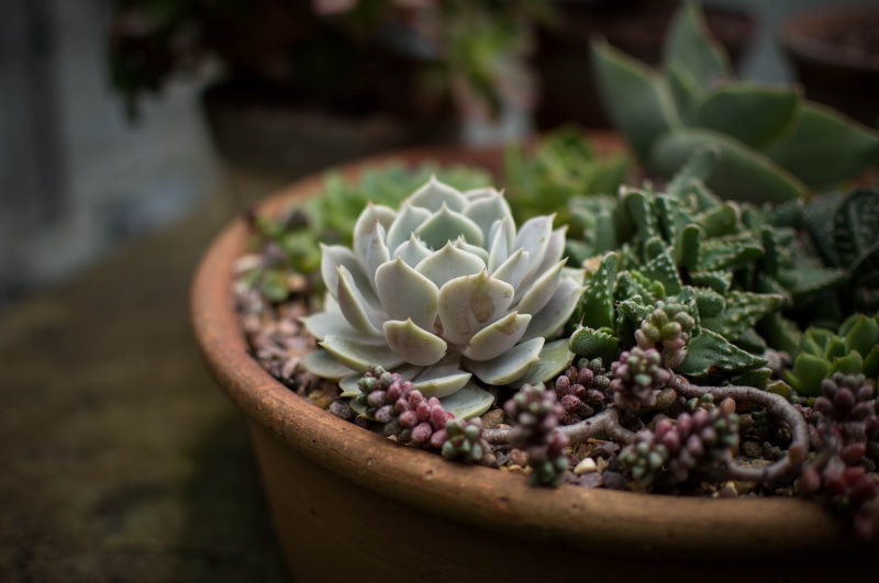 pot, vulnerability, gardening, petal, 5K, succulent plant, freshness, shot, succulent, green, focus on foreground, day, cacti, beauty in nature, flora