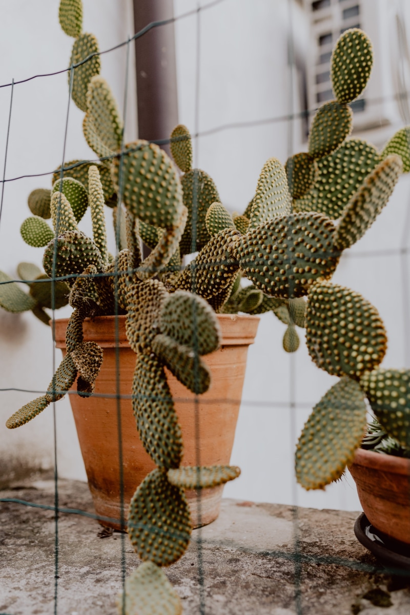 plant, green color, opuntia, no people, day, botany, succulent plant, nature, focus on foreground, natural pattern, 5K, freshness, Prickly pear, potted plant