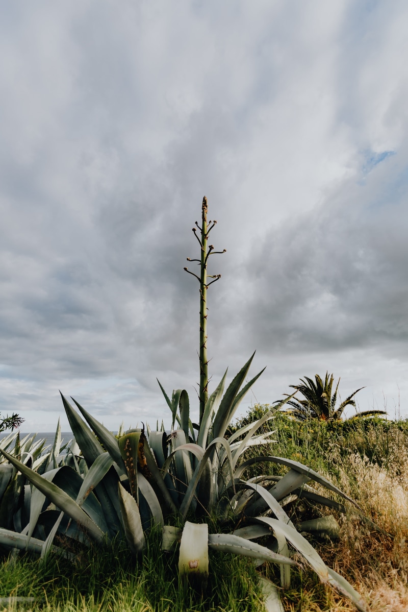 beauty in nature, cloud - sky, portugal, plant, garden, succulent plant, land, outdoors, opuntia, field, sky, algarve, no people, agave, plants, scenics - nature