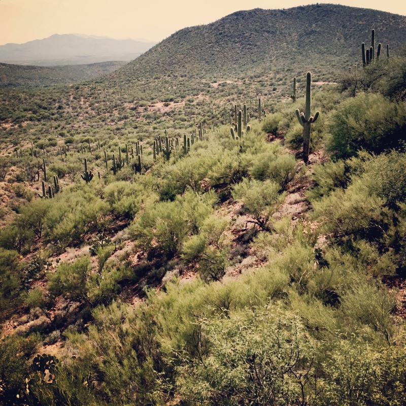 hiking, wilderness, outdoors, dry, day, plants, green color, south, remote, rugged, beauty in nature, environment, sahuaro, no people, desert, non-urban scene