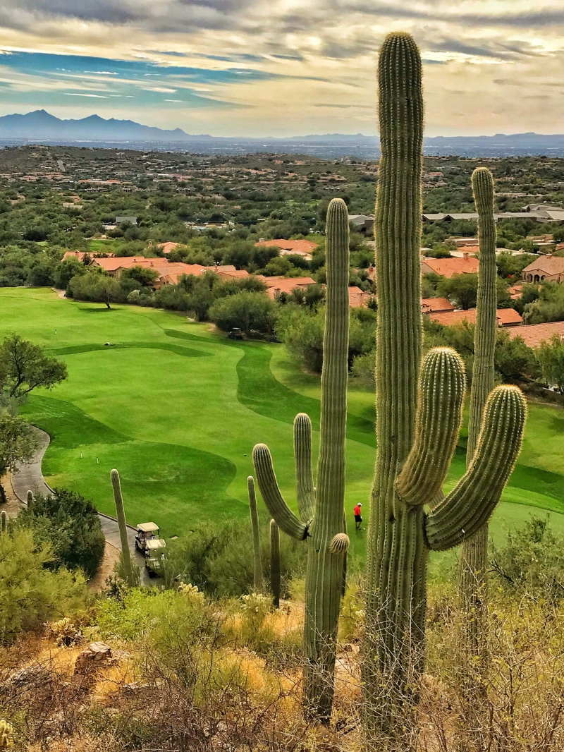 growth, landscape, outdoors, usa, nature, no people, cactus, tucson, green color, arizona, succulent plant, sky, summer, beauty, cloud - sky, day, sonoran