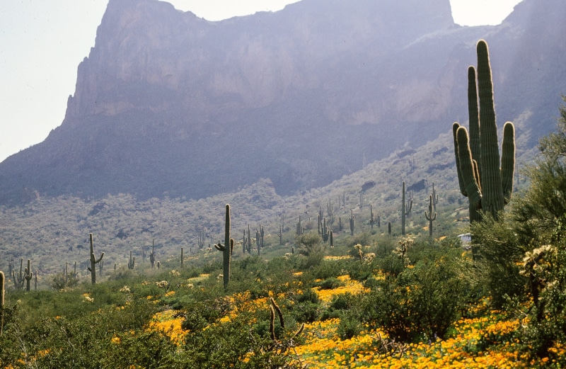 tucson, growth, cacti, flower, scenic, wild, 2K, outdoors, desert, mountains, tranquil scene, travel destinations, natural, meadow, park, succulent plant