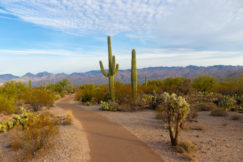 arid climate, conifer, cactus, saguaro cactus, outdoors, bush, growth, gravel, mountain, semi-arid, trail, 5K, land, non-urban scene, tranquility, day