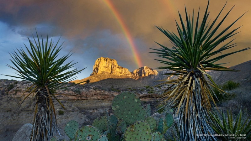 yucca, mountains, texas, National Parks, plants, guadalupe, 2K, n, p