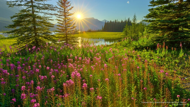 n, saskatchewan, 2K, river, p, north, National Parks, alberta, banff, fireweed