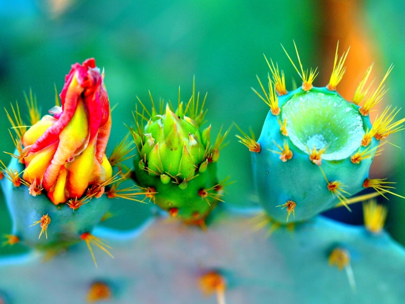 beauty In Nature, freshness, cactus, plant, multi Colored, summer, plant part, 2K, ripe, selective focus, barbary, close-up, yellow, green Color, succulent Plant