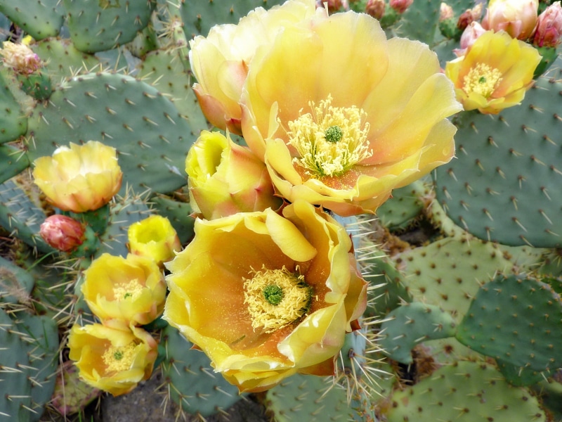 leaf, spiked, flower, close-up, desert, thorn, fragility, backgrounds, summer, petal, flower Head, day, beauty In Nature, plant, cactus, plants, yellow