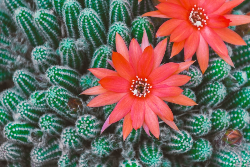 growth, spring, close-up, cactus flowers, red, macro, orange color, photo, petal, flowering plant, vulnerability, fragility, close, purple flower, green color