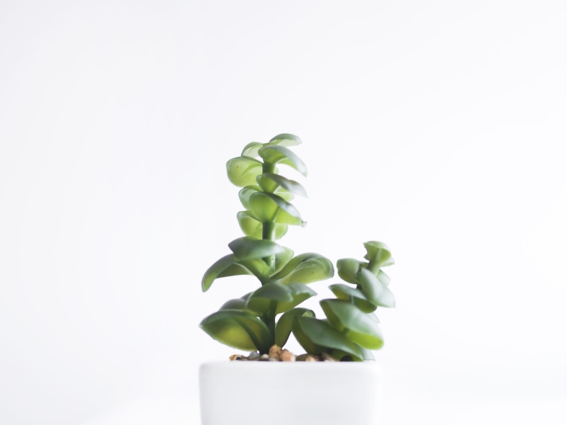 white, flora, succulent, cut out, studio shot, growth, potted plant, freshness, leaves, small, summer, husk, food and drink, bright, indoors, garden, isolate