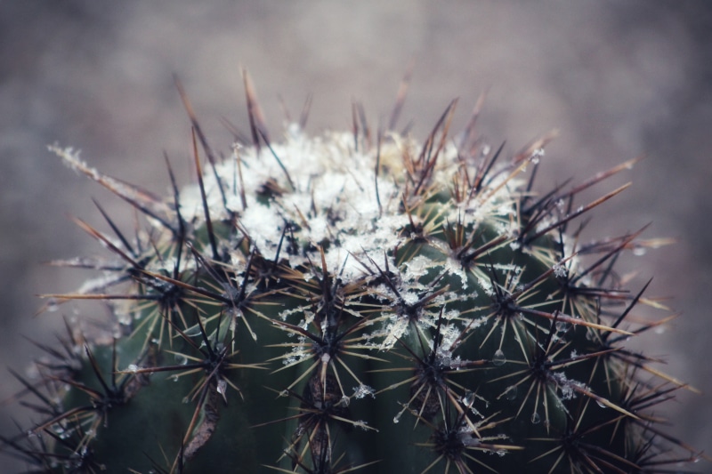 desert, winter, 5K, cactus, snow
