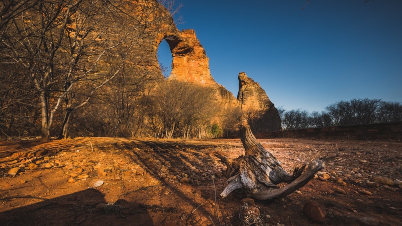 caatinga, driftwood, pedra furada, leaf, serra, brown, da, brazil, green leaf, sao raimundo nonato, piauí, green, 4K, capivara, tree, serra da capivara