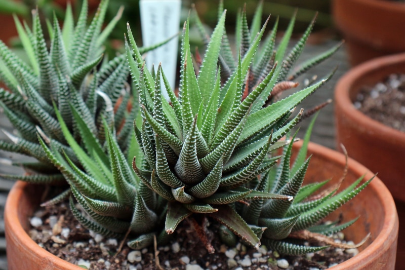 desert biome plants, indoor succulents, cactus and succulents, houseplant, succulent plant, drought resistant plants, aloe vera plant, non, desert plants