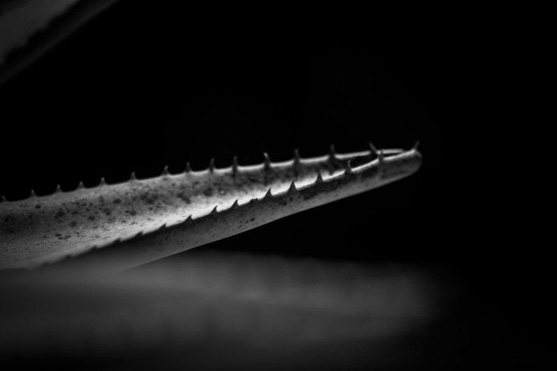 copy space, silver colored, still life, warning sign, macro, selective focus, studio shot, table, monochrome, healthcare and medicine, photography, music
