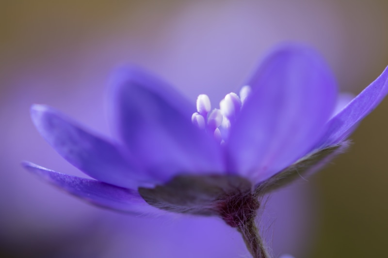close-up, springtime, macro photography, Hepatica, Botaniska trädgården, nature, makro, 5K, flower, flowers, purple, single Flower, plant, beauty In Nature