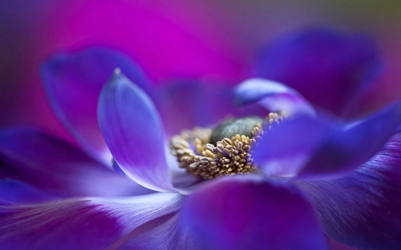 macro, close-up, Poppy, petal, nature, 720P, flower, purple, plant, in bloom, beauty In Nature, photo, blue, bloom, Anemone, flower Head