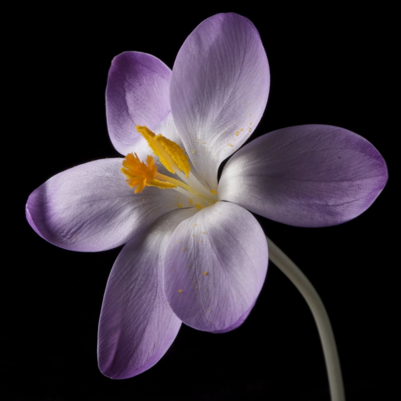nature, Crocus, Graphics, Profoto, Yellow, 720P, Flower, StillLife, close, Series, bloom, petal, in bloom, Art, plant, flower Head, Nikon, beauty In Nature