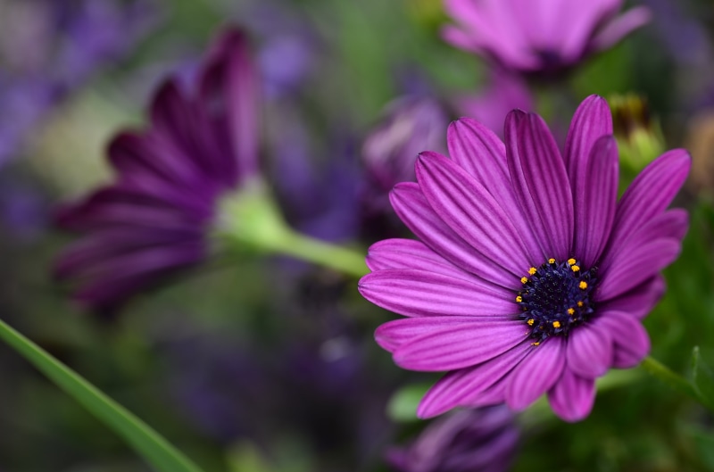 petal, photography, summer, AF, f/2.8, macrophotography, nature, plant, Osteospermum, Tokina, 4K, Macro, Flower, close-up, beauty In Nature, focus, daisy