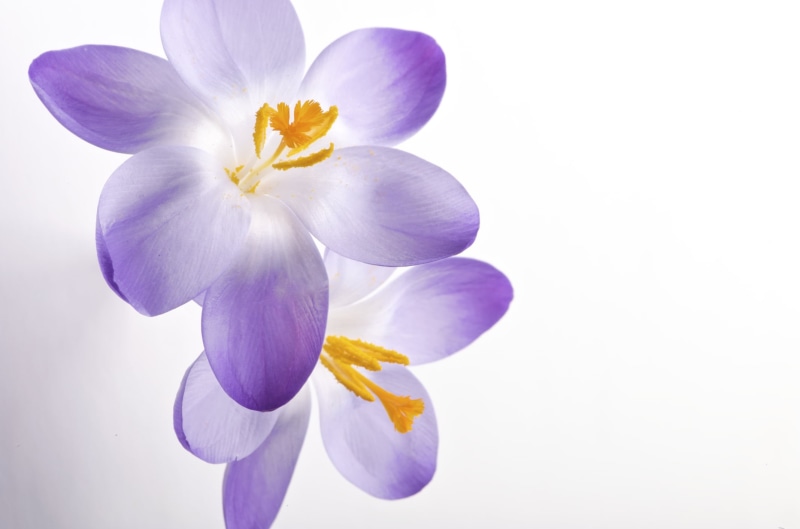 close-up, petal, Series, 1080P, Studio, Graphics, nature, flower Head, flowers, Nikon, StillLife, Profoto, Yellow, beauty In Nature, white, plant, Purple