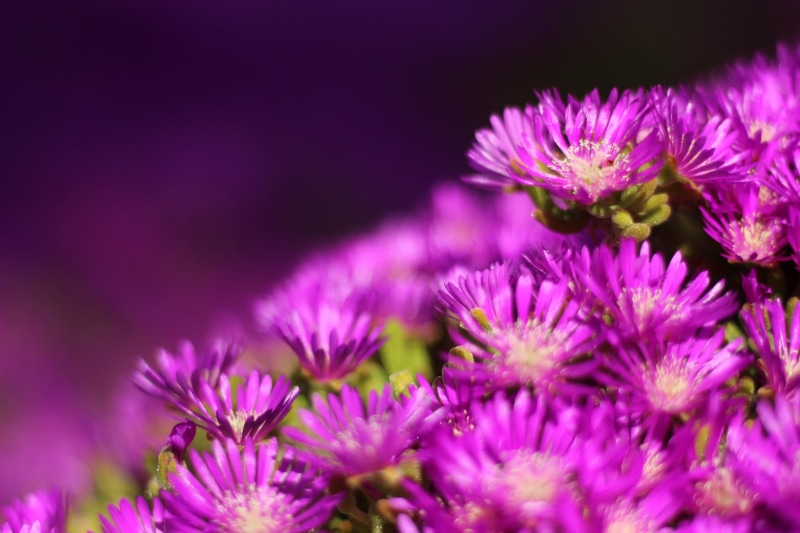 nature, flowers, f1.8, beauty In Nature, close-up, purple flower, plant, summer, macro, purple, 5K, flower